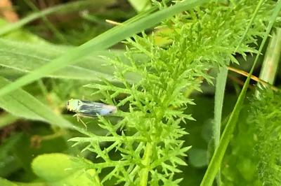 <i>Cicadella viridis</i>
