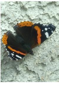 <i>Vanessa atalanta</i>