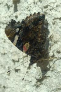 <i>Vanessa atalanta</i>