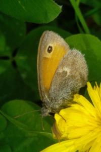<i>Coenonympha pamphilus</i>