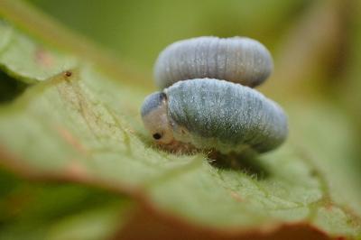 <i>Monostegia abdominalis</i>