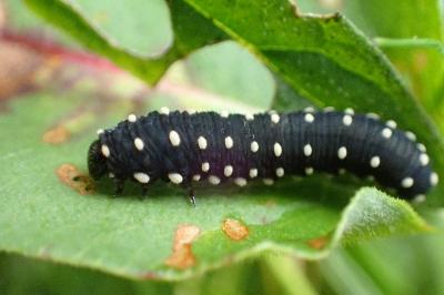 <i>Athalia scutellariae</i>