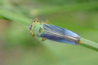 <i>Cicadella viridis</i>