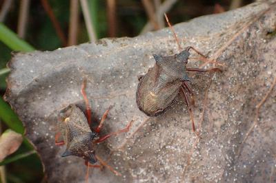 <i>Picromerus bidens</i>
