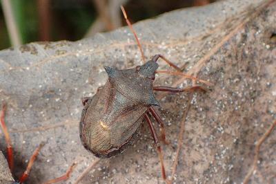 <i>Picromerus bidens</i>
