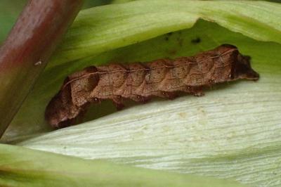 <i>Melanchra persicariae</i>