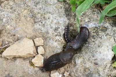 <i>Lampyris noctiluca</i>