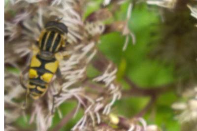 <i>Helophilus pendulus</i>