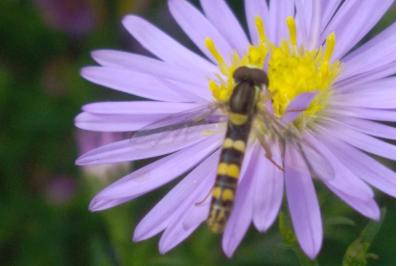 <i>Sphaerophoria scripta</i>