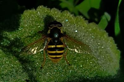 <i>Sericomyia silentis</i>