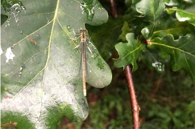 <i>Platycnemis pennipes</i>