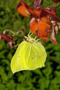<i>Gonepteryx rhamni</i>