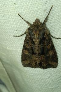 <i>Mniotype satura</i>