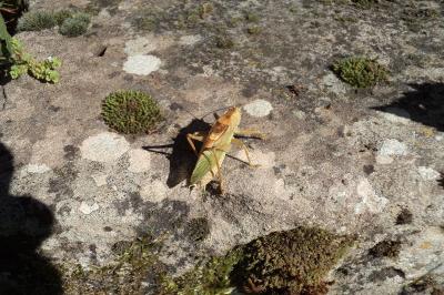 <i>Tettigonia cantans</i>