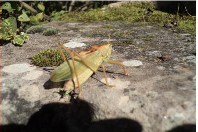 <i>Tettigonia cantans</i>