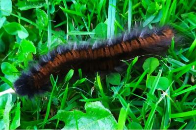 <i>Macrothylacia rubi</i>