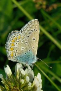 <i>Polyommatus icarus</i>