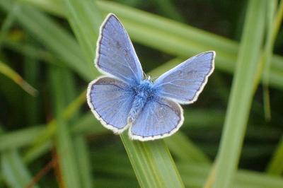 <i>Polyommatus icarus</i>