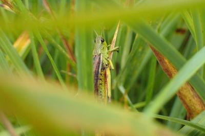 <i>Stethophyma grossum</i>
