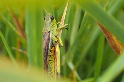 <i>Stethophyma grossum</i>