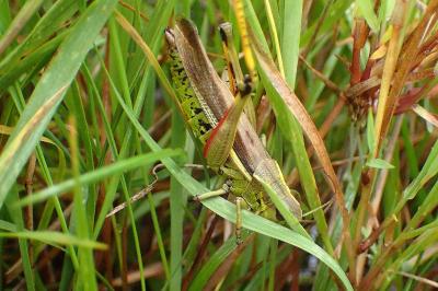<i>Stethophyma grossum</i>