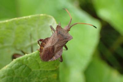 <i>Coreus marginatus</i>