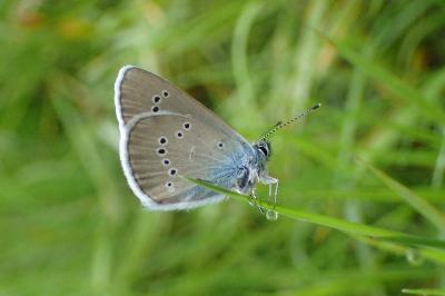 <i>Cyaniris semiargus</i>