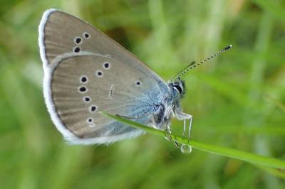 <i>Cyaniris semiargus</i>