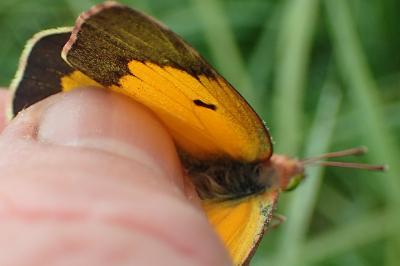 <i>Colias crocea</i>