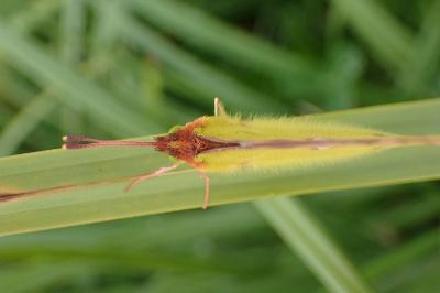 <i>Colias crocea</i>