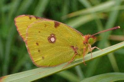 <i>Colias crocea</i>