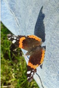 <i>Vanessa atalanta</i>