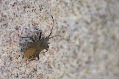 <i>Coreus marginatus</i>