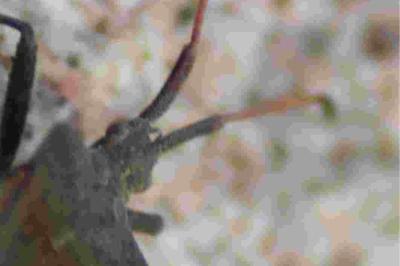 <i>Coreus marginatus</i>