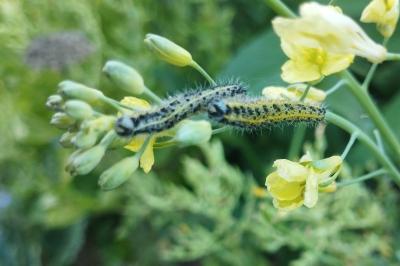 <i>Pieris brassicae</i>