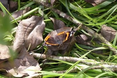 <i>Vanessa atalanta</i>