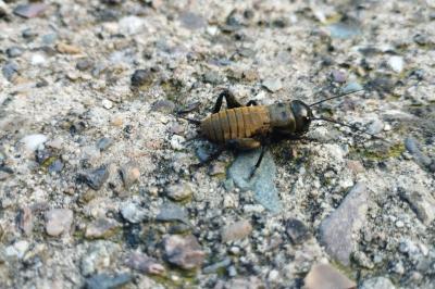 <i>Acheta domesticus</i>