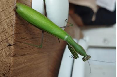 <i>Mantis religiosa</i>