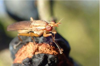 <i>Ilione albiseta</i>