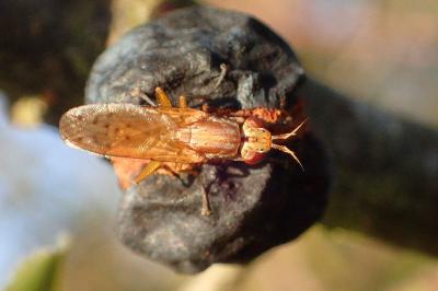 <i>Ilione albiseta</i>