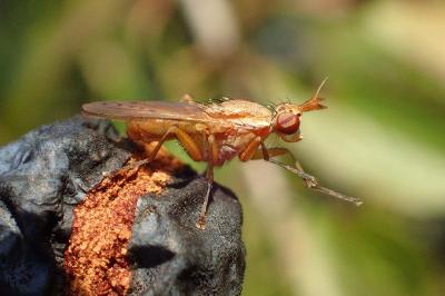 <i>Ilione albiseta</i>