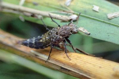 <i>Ontholestes murinus</i>