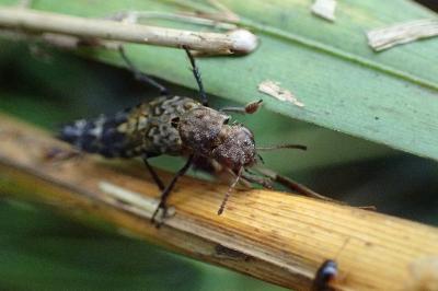 <i>Ontholestes murinus</i>