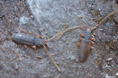 <i>Uleiota planatus</i>