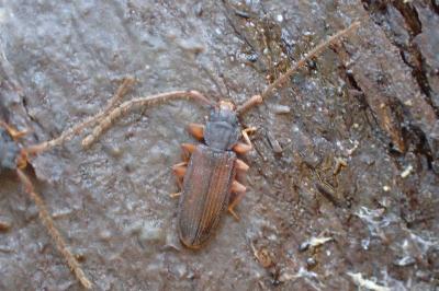 <i>Uleiota planatus</i>