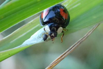 <i>Harmonia axyridis</i>