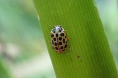 <i>Anisosticta novemdecimpunctata</i>