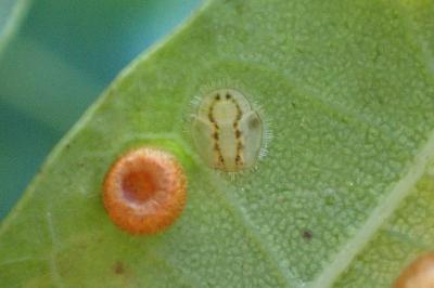 <i>Trioza remota</i>