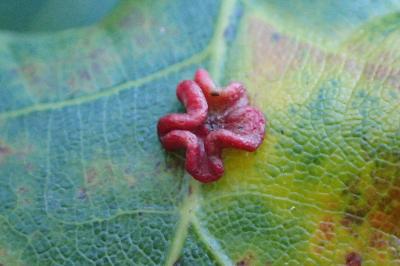 <i>Neuroterus albipes</i>