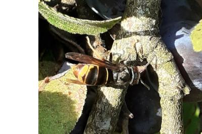 <i>Vespa velutina</i>